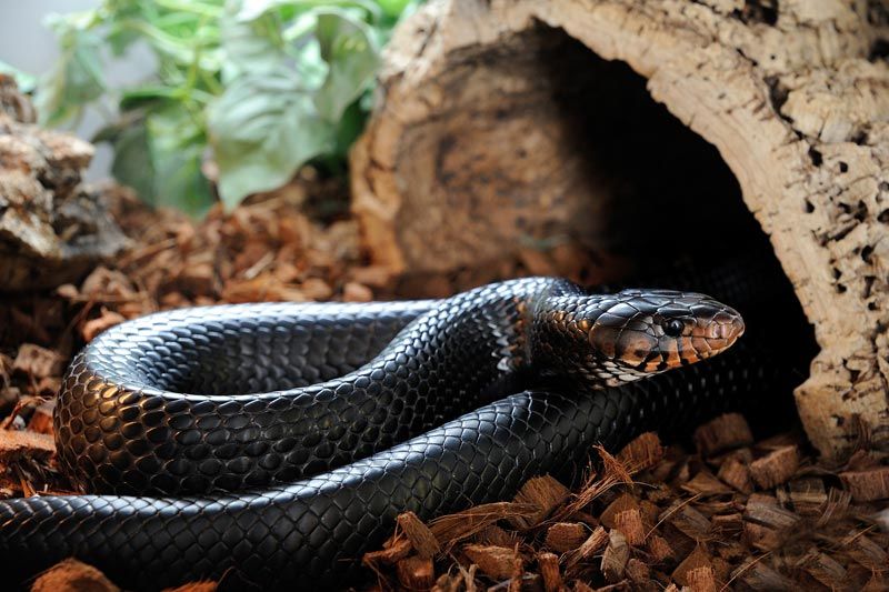 pet black snake in terrarium