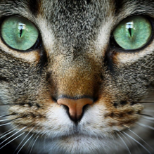 Cat face close up with green eyes