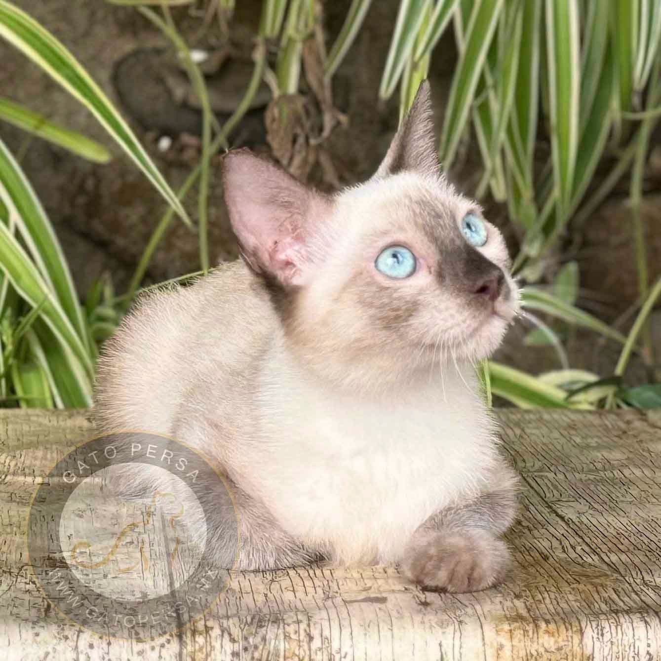 gato siames en venta