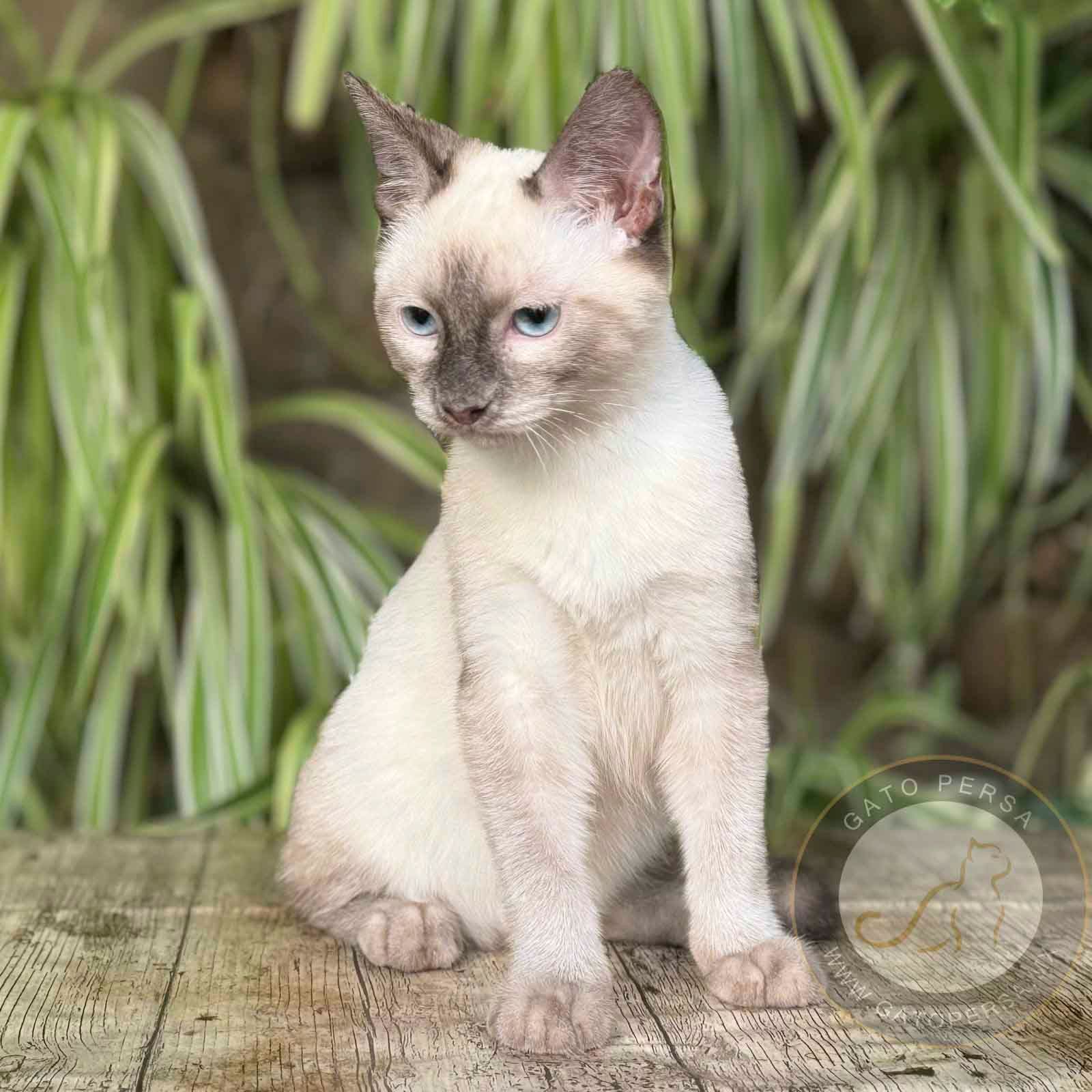 gato siames en venta