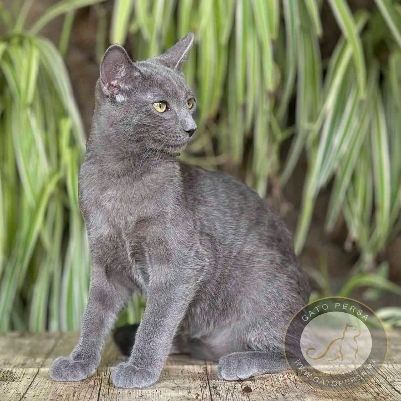 azul ruso gato