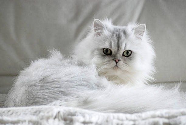 gatos persas con pedigree