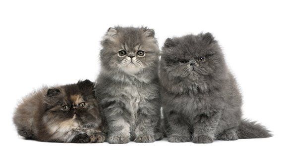 gatos persas con pedigree