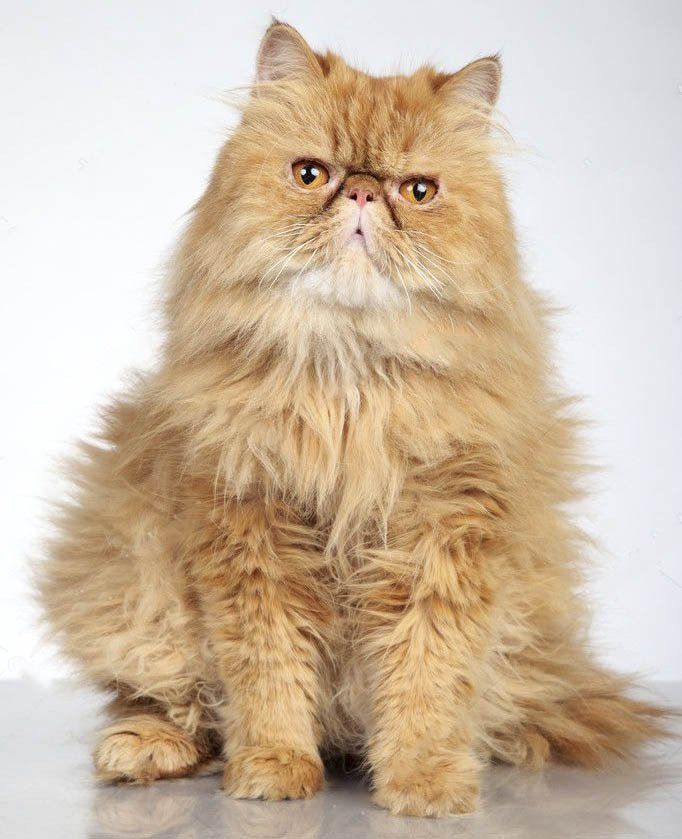 gatos persas con pedigree