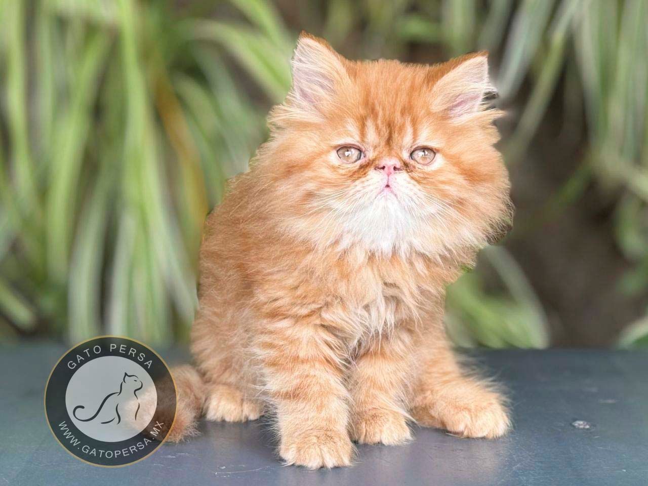 gato exotico en venta