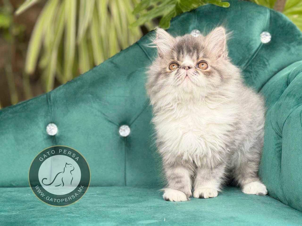 gato exotico en venta