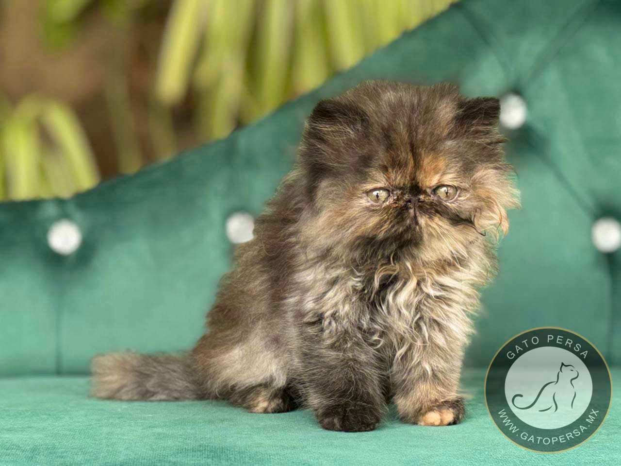 gato exotico en venta