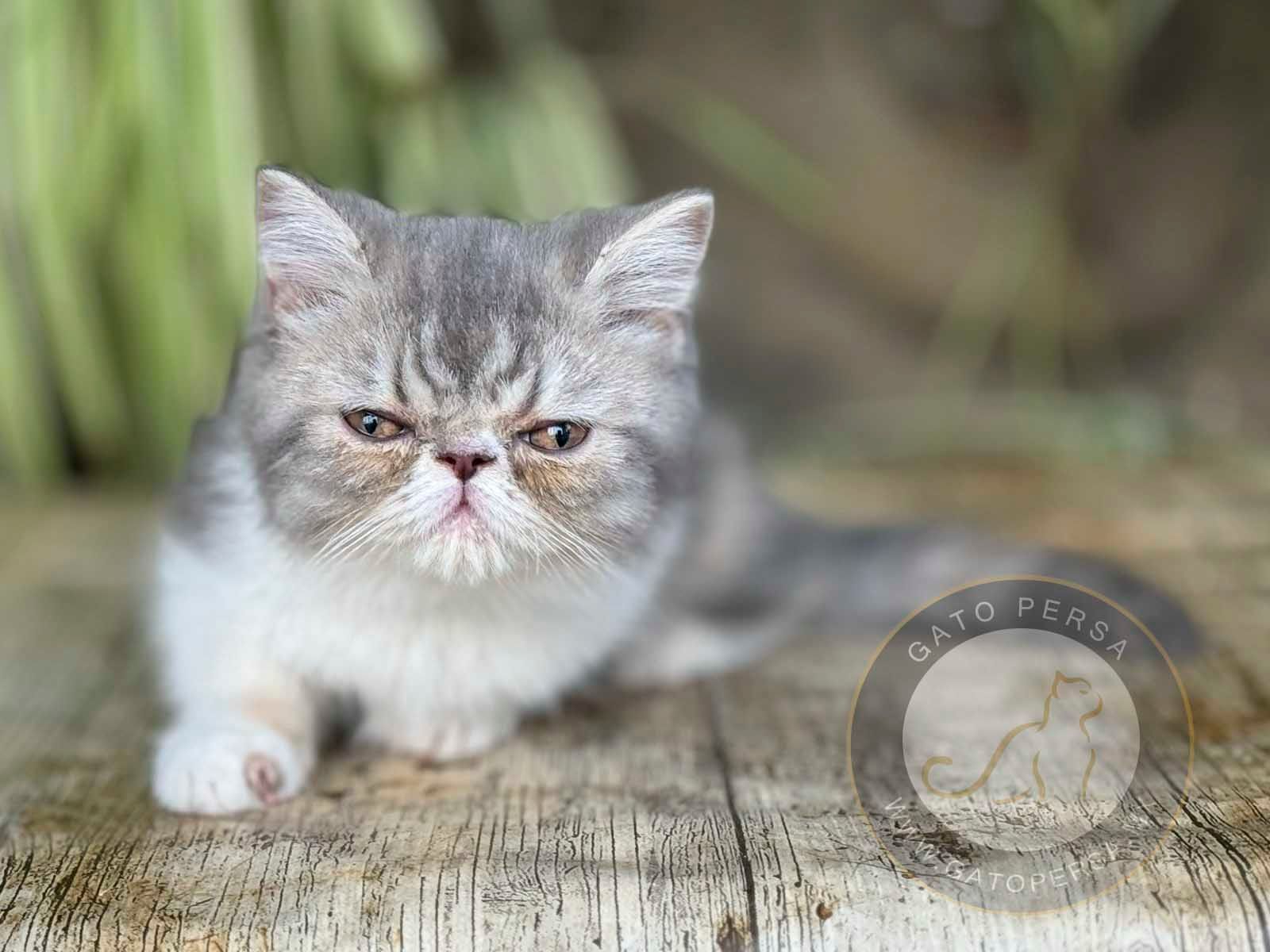 gato exotico en venta