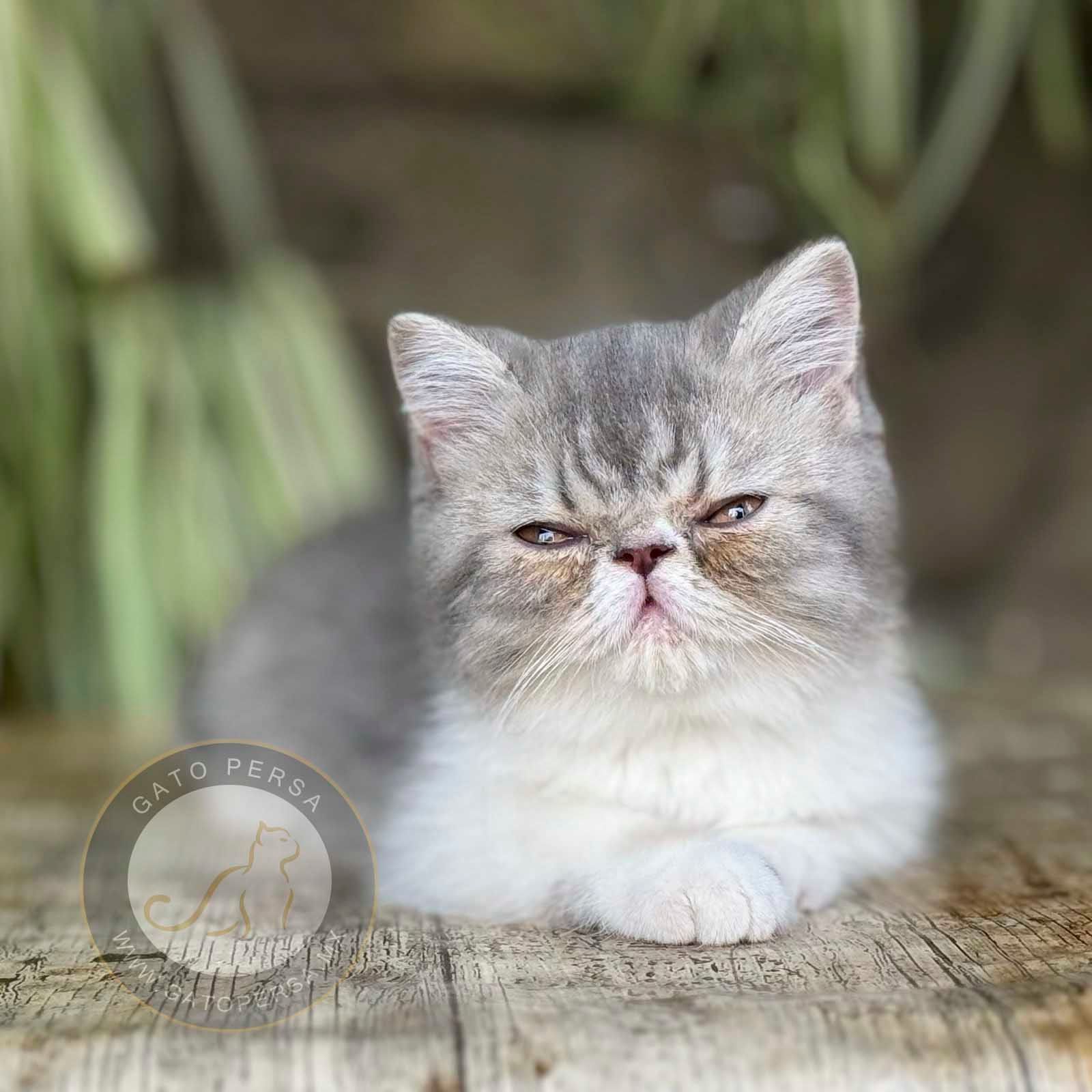 gato exotico en venta