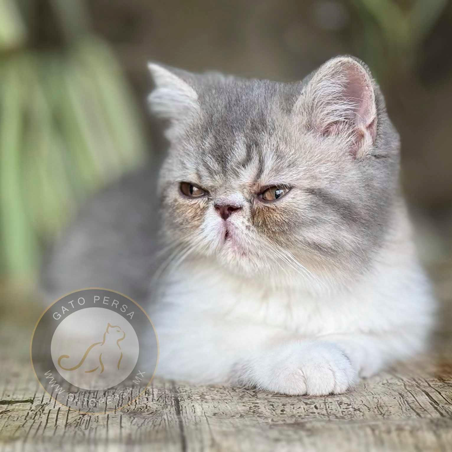 gato exotico en venta