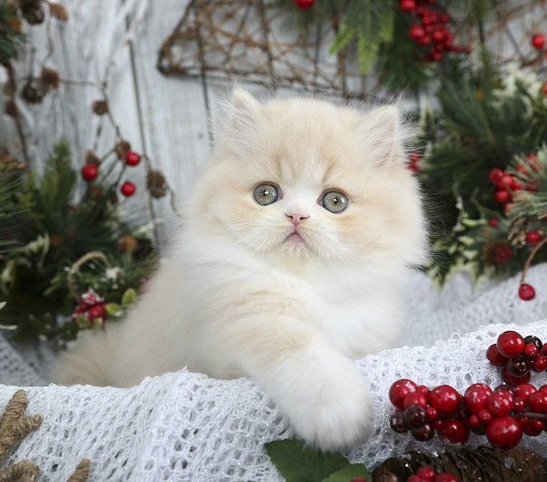 gatos persas con pedigree