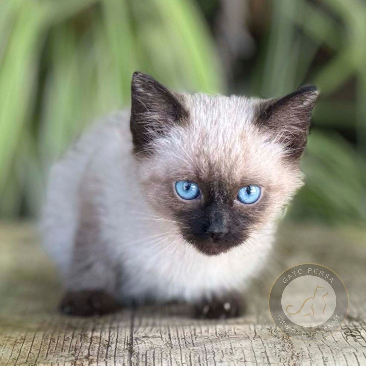 gatos siames en venta