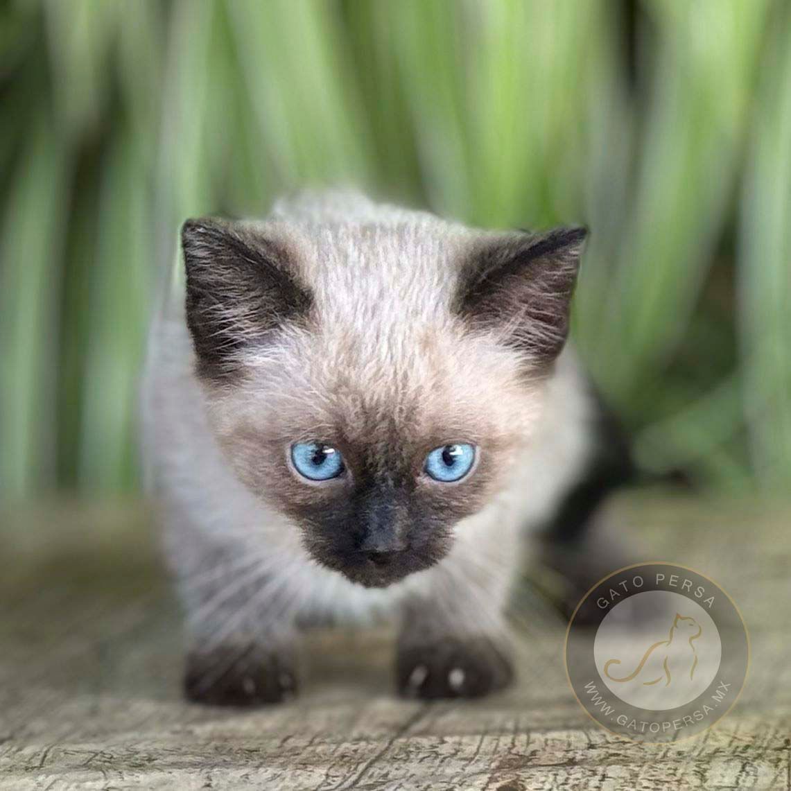 gatos siames en venta