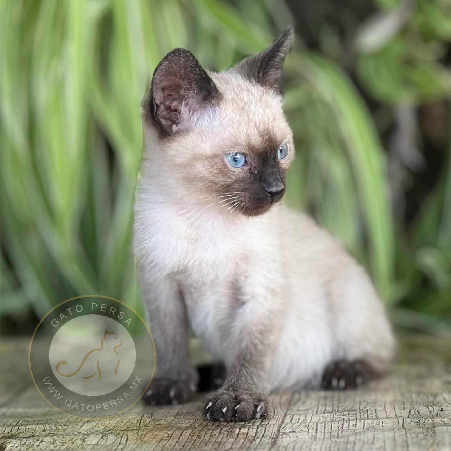 gatos siames en venta