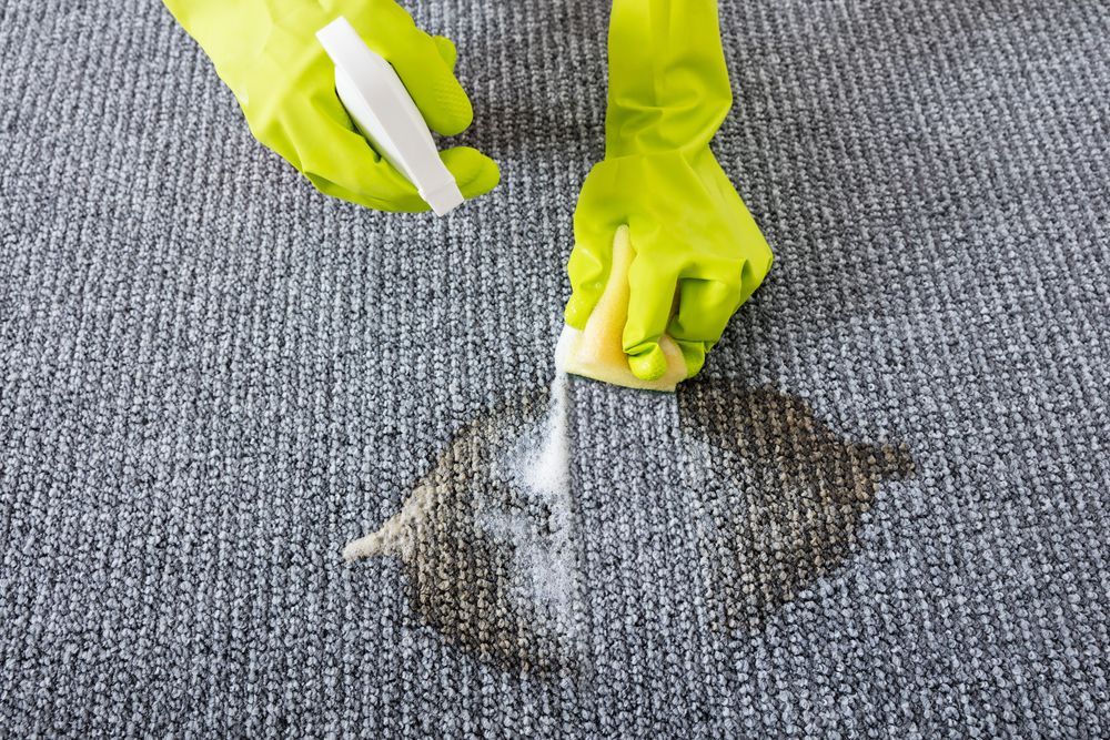 Hands in green gloves cleaning a stain on gray carpet with a spray bottle and sponge.