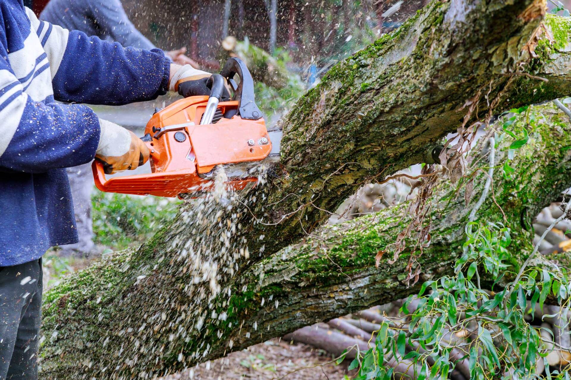 A man wearing blue jacket is cutting down a tree | Bayswater, VIC | Woodstock Tree & Stump Removal