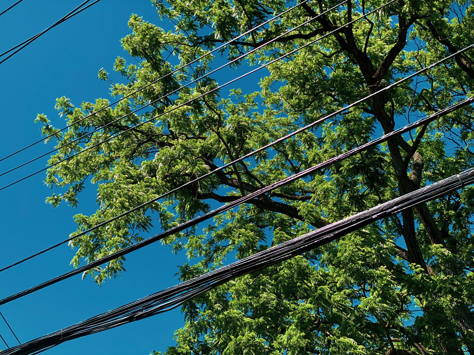 A picture containing tree, outdoor, power saw, forest | Bayswater, VIC | Woodstock Tree & Stump A Removal