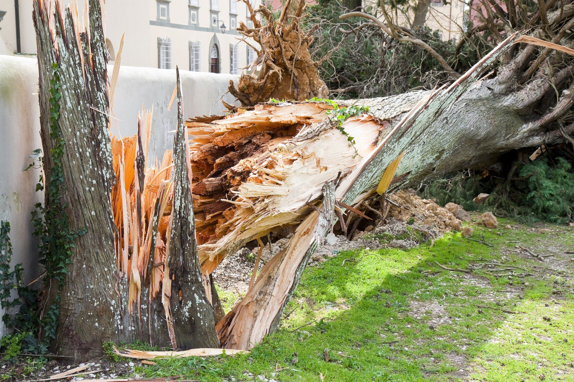 A picture containing a big down down by the storm | Bayswater, VIC | Woodstock Tree & Stump Removal