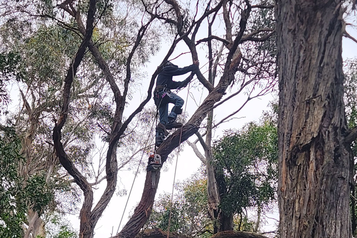 Person climbing a tree, wearing a harness, surrounded by branches and foliage. Person climbing a tree, wearing a harness, surrounded by branches and foliage.