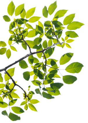 A picture containing plant, tree on home page | Bayswater, VIC | Woodstock Tree & Stump Removal A picture containing plant, tree on home page | Bayswater, VIC | Woodstock Tree & Stump Removal