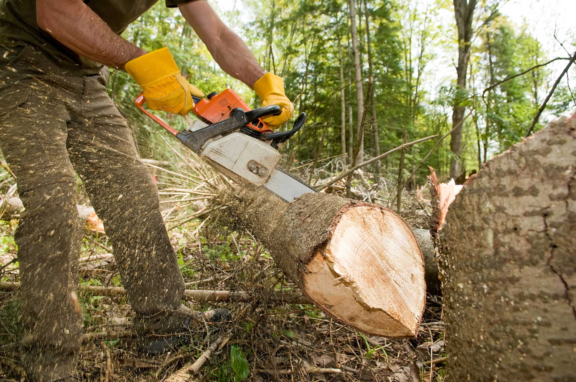 A picture containing a man wearing yellow gloves and using chainsaw | Bayswater, VIC | Woodstock Tree & Stump Removal