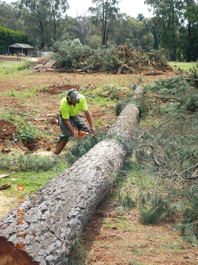 A person cutting down the big body of the tree | Bayswater, VIC | Woodstock Tree & Stump Removal
