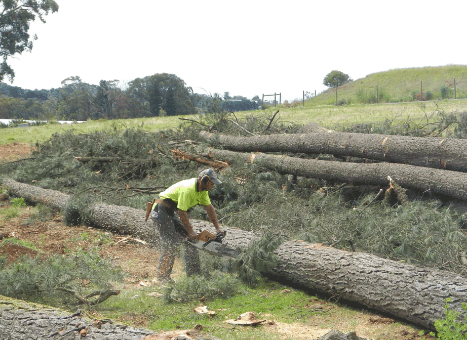 A person cutting down a tree | Bayswater, VIC | Woodstock Tree & Stump Removal