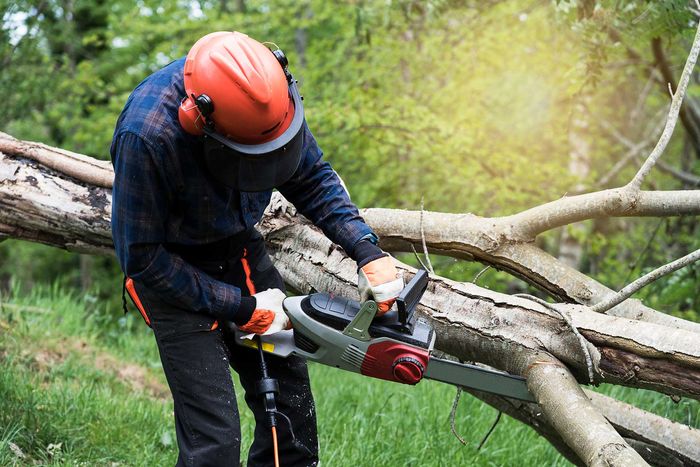 A picture containing grass, outdoor, tree, person | Bayswater, VIC | Woodstock Tree & Stump Removal