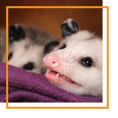 Gray squirrel perched on a tree branch, eating a nut.