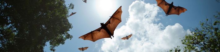 Bats flying in a blue sky with clouds and bright sunlight. Trees are visible in the foreground.