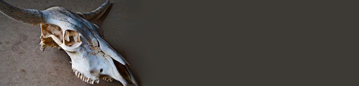 Cow skull with horns against a neutral background.