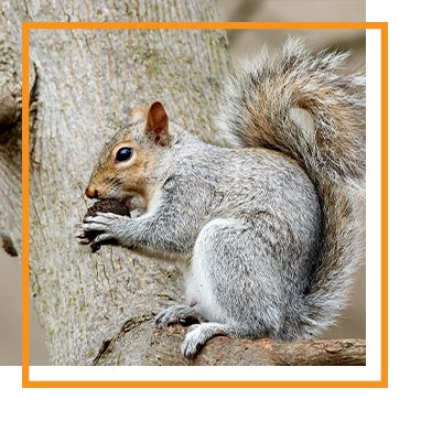 Gray squirrel perched on a tree branch, eating a nut.