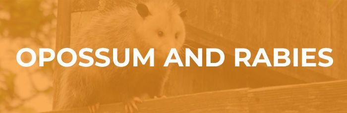 Opossum in an orange-toned photo with the words