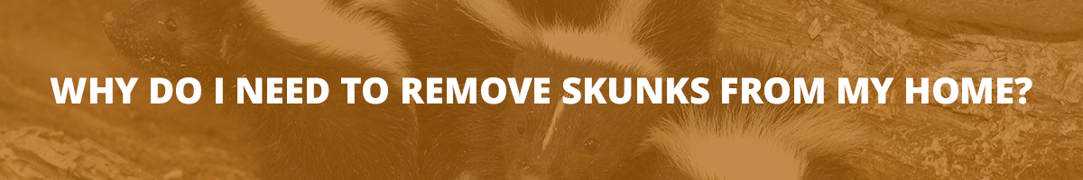 Text on a brown background: Why do I need to remove skunks from my home?