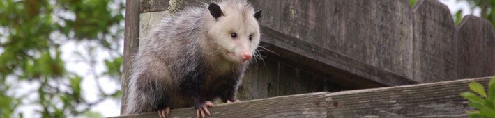 Opossum perched on a wooden fence, looking forward with pink nose and small eyes.