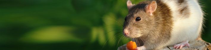 A rat with brown and white fur eats a carrot, set against a green, blurred background.