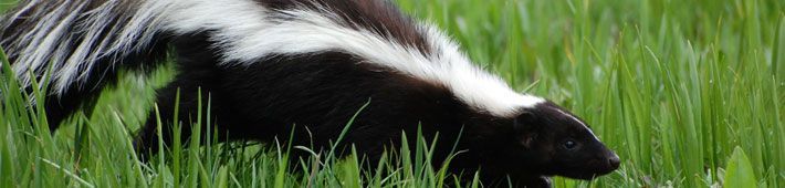 A skunk with black and white stripes forages in green grass.