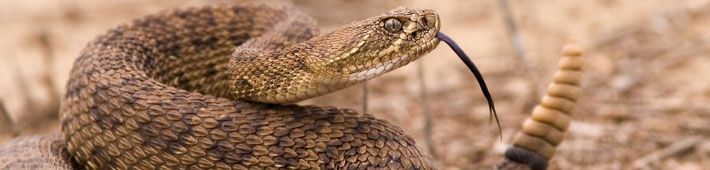 Rattlesnake coils on the ground, tongue extended, with its rattle visible.