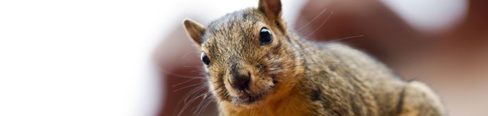 Close-up of a squirrel with brown fur, looking directly at the camera with its black eyes, blurred background.