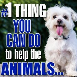 White dog with tongue out, title: 