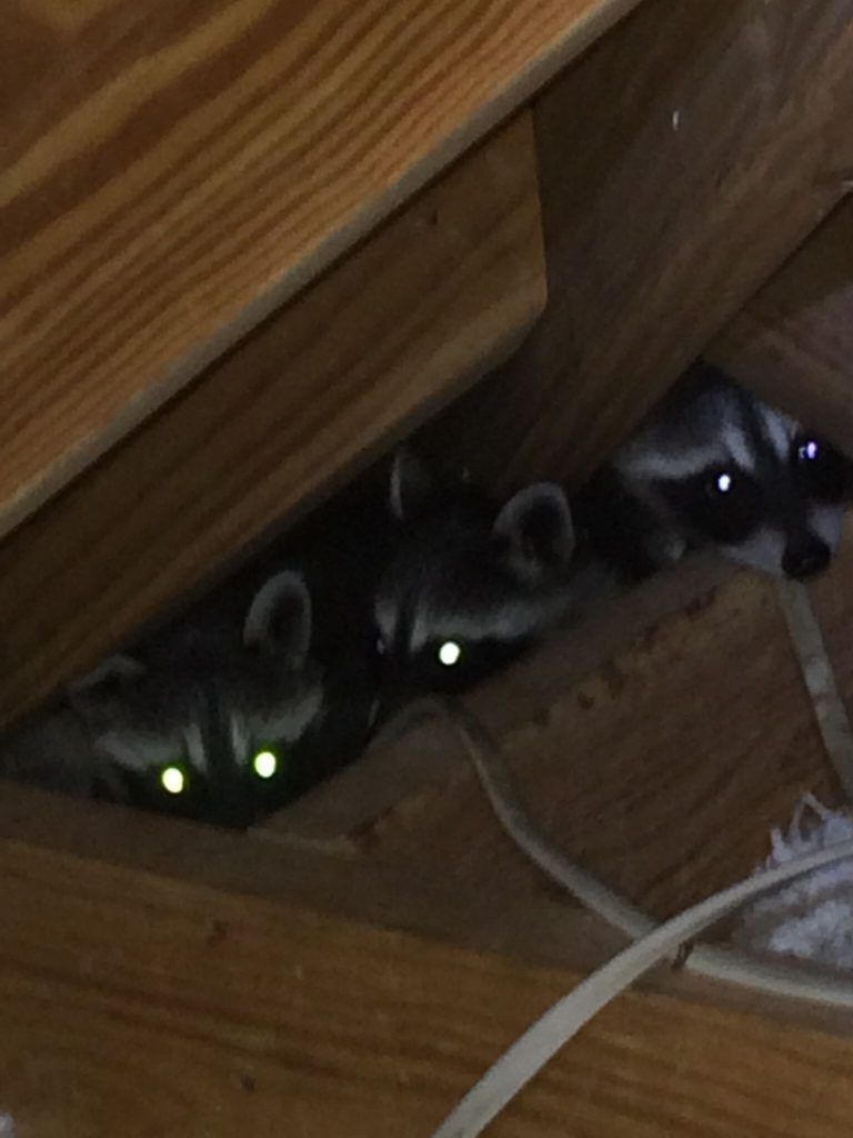 Three raccoons peering from a dark space, glowing eyes visible.