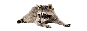 Raccoon lying down on a white background, looking to the side. It has black fur around its eyes and a ringed tail.