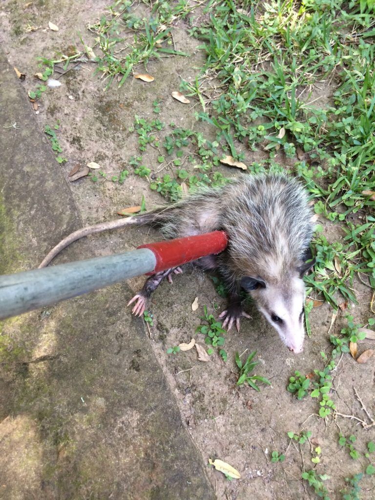 Opossum being handled with a red-tipped pole on dirt and grass.