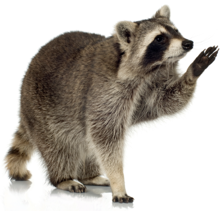 Raccoon with a black mask, stands on hind legs, raising its paw. It has gray fur with a striped tail.