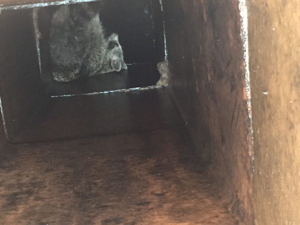Inside view of a dark, square chimney with soot and debris. A mass of material blocks part of the opening.
