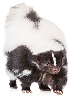 A black and white striped skunk walking, facing forward, on a white background.