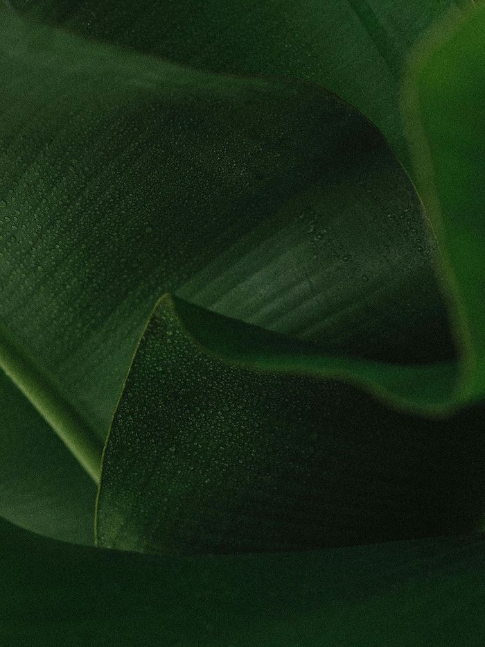 A close-up of dark green, overlapping plant leaves with a soft, velvety texture.
