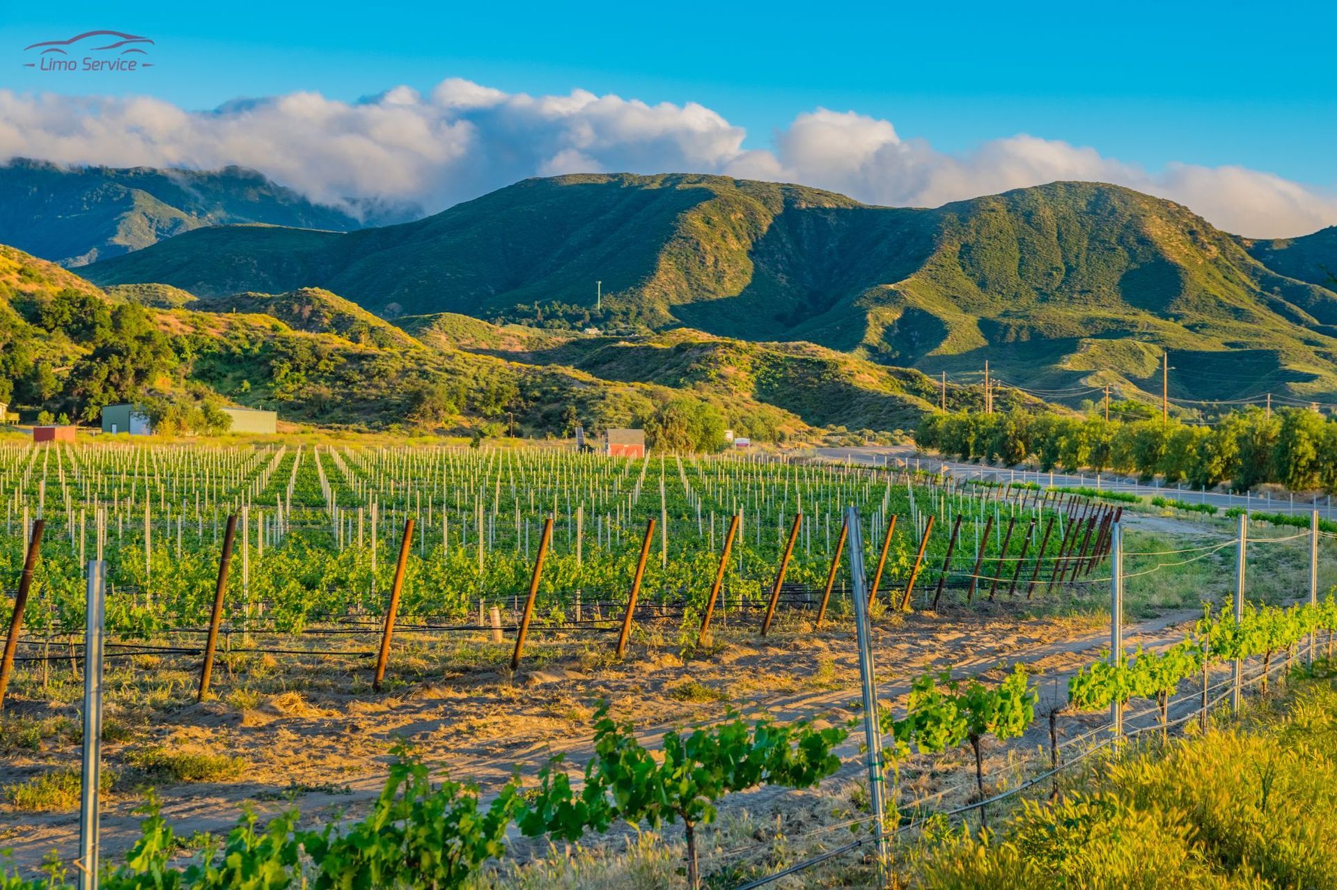 A vineyard with mountains in the background and a road in the foreground.