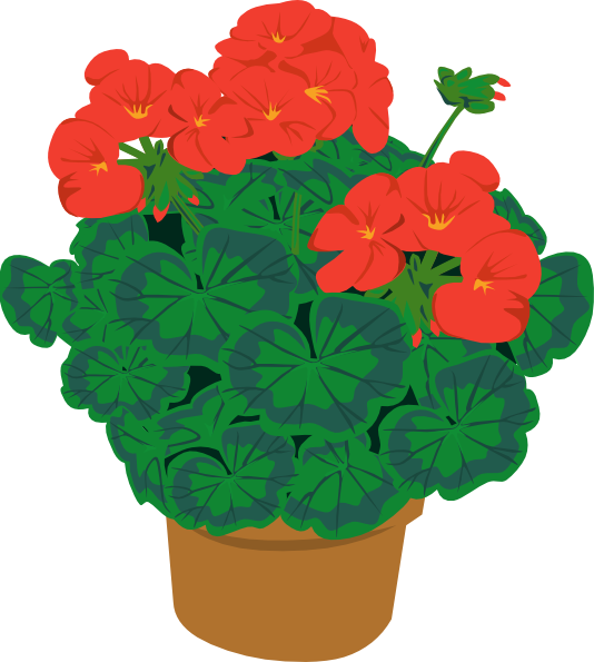 Geranium Sale