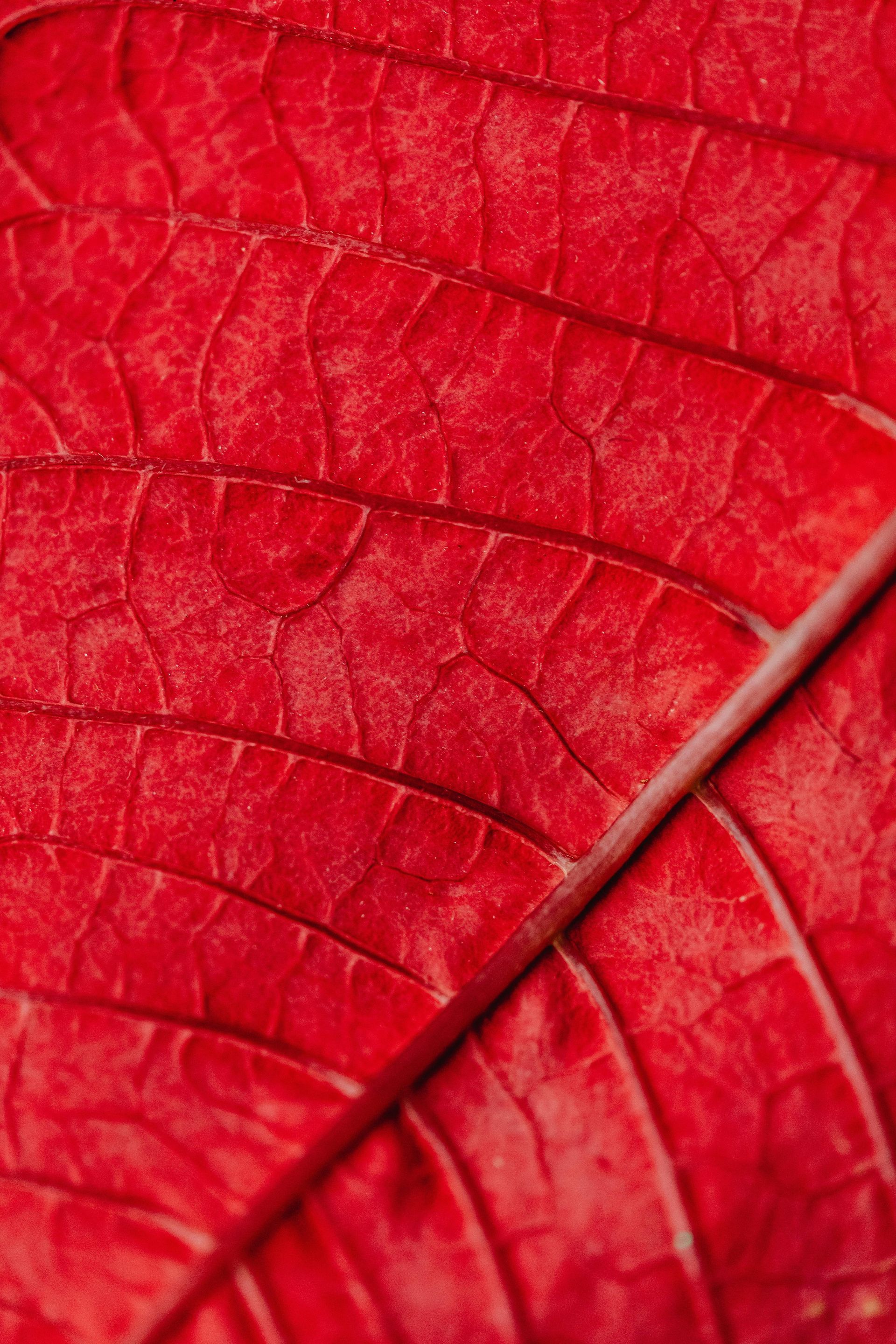 Poinsettia Sale/Basket Raffle
